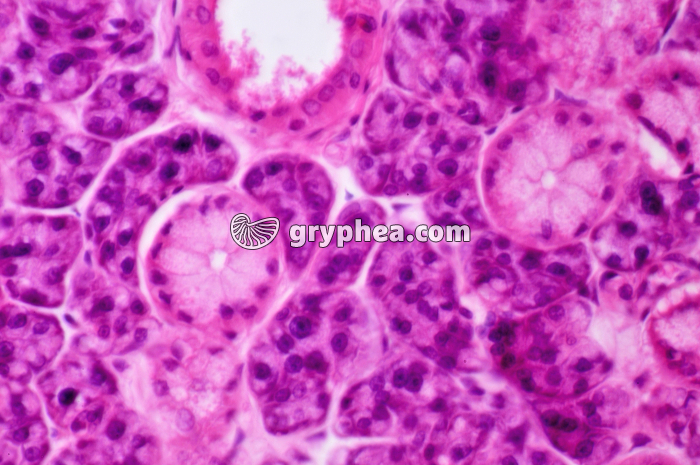 Glande salivaire x160 - gryphea.org